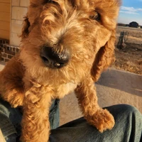 David Uhrlaub's profile picture