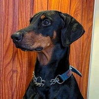 Suraj A's profile picture