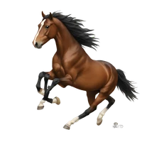 ShichengMA's profile picture