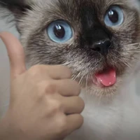 米之之's profile picture