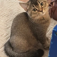 Nigina Azhibekova's profile picture