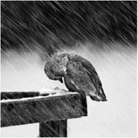 Kaniel Cui's profile picture