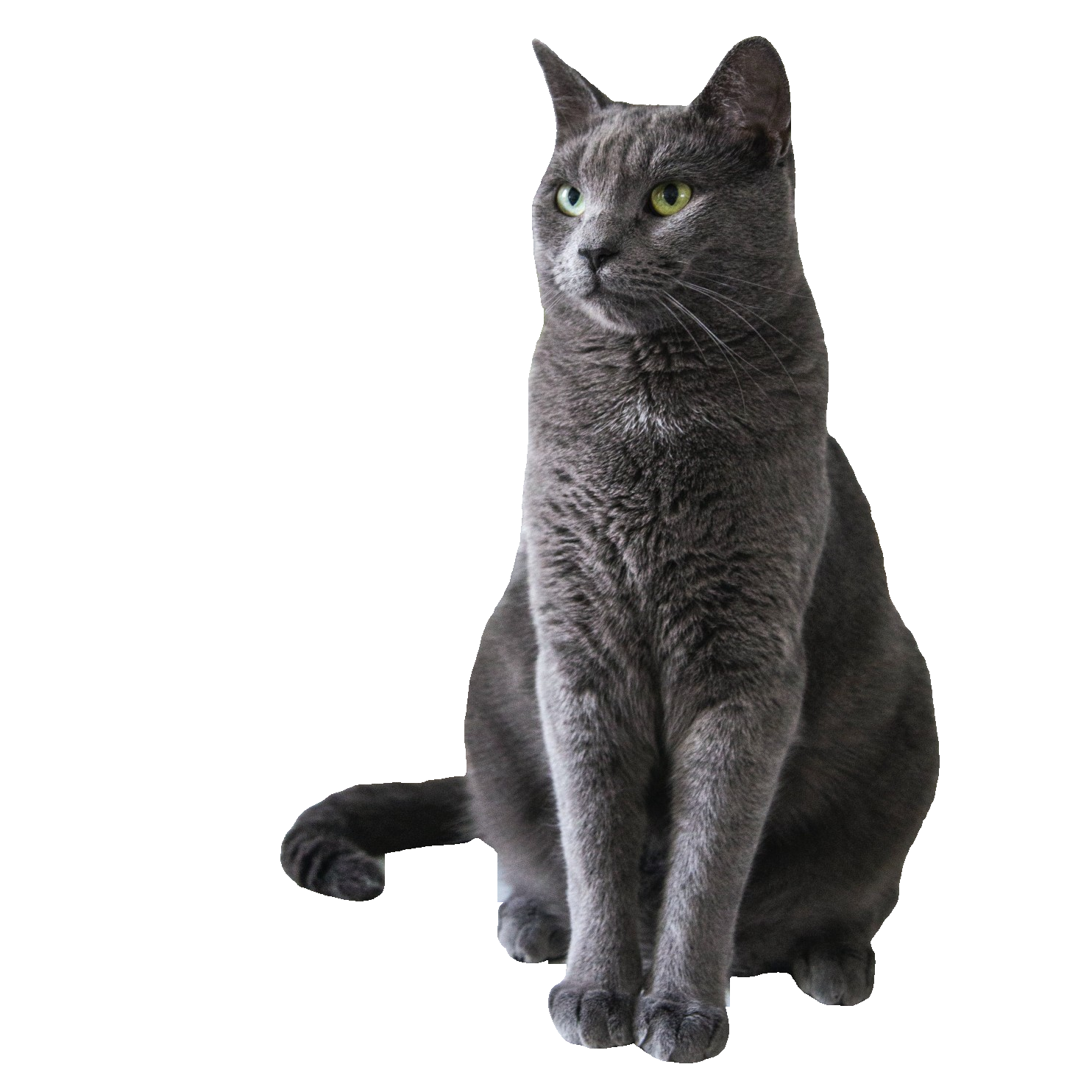 cat.png