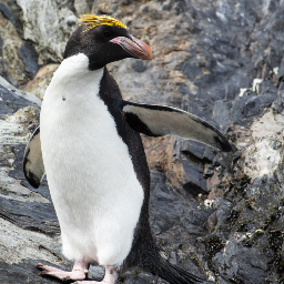 penguin.png